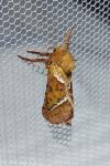Triodia sylvina