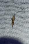 Plutella xylostella