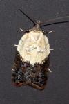 Acleris variegana