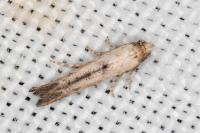 Epermenia aequidentella