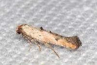 Epermenia aequidentella