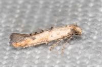 Epermenia aequidentella