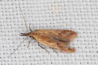Dichomeris acuminata