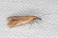 Dichomeris acuminata