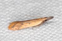 Dichomeris acuminata