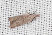 Dichomeris limbipunctella