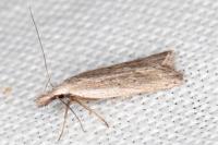 Dichomeris limbipunctella