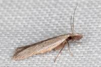 Dichomeris limbipunctella