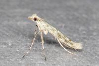 Povolnya leucapennella