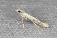 Povolnya leucapennella