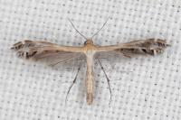 Stangeia siceliota