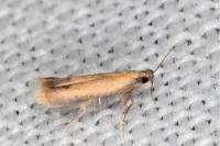 Coptotriche marginea