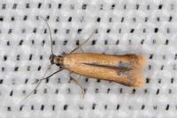 Coptotriche marginea