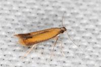 Coptotriche marginea