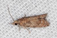 Acroclita subsequana