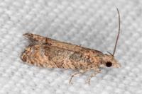 Acroclita subsequana