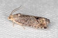 Cydia splendana