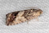 Cydia splendana