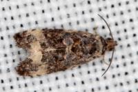 Endothenia gr. gentianaeana