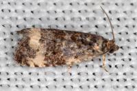 Endothenia gr. gentianaeana