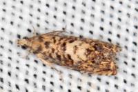 Pammene gallicolana