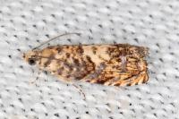 Pammene gallicolana