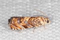 Pammene gallicolana