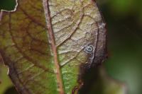 Bucculatrix alaternella