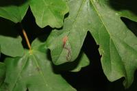 Stigmella aceris
