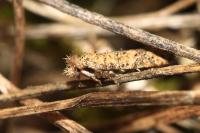 Ochsenheimeria taurella