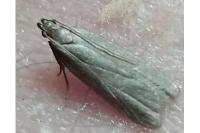 Acompsia cinerella