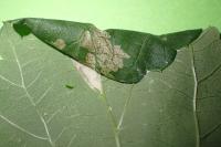 Caloptilia fidella