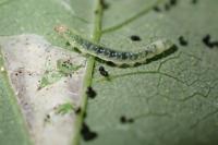 Caloptilia fidella