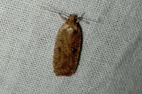 Agonopterix