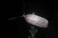 Agonopterix