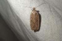 Agonopterix