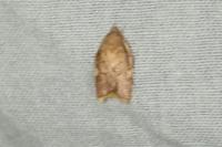 Carcina quercana