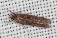 Telphusa cistiflorella