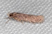 Telphusa cistiflorella