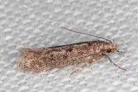 Telphusa cistiflorella