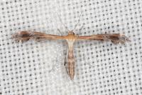 Stangeia siceliota