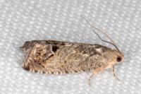 Cydia splendana