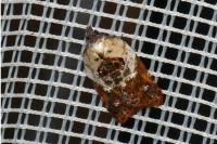 Acleris variegana