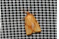 Lozotaenia cupidinana