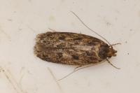 Hofmannophila pseudospretella