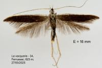 Coleophora albella