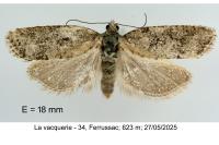 Cnephasia cupressivorana