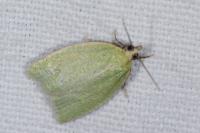 Tortrix viridana