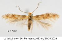 Bucculatrix ulmella