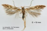 Pyroderces argyrogrammos